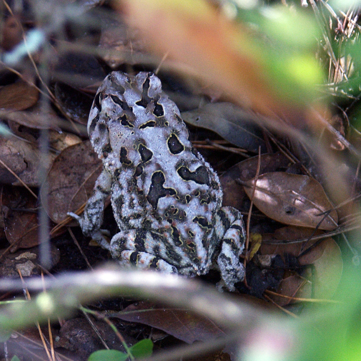 Gopher_Frog – Friends of Lyonia Preserve